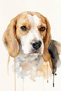 Fine Art Watercolour custom pet portrait of a beagle, watercolour dog art by CocoBean